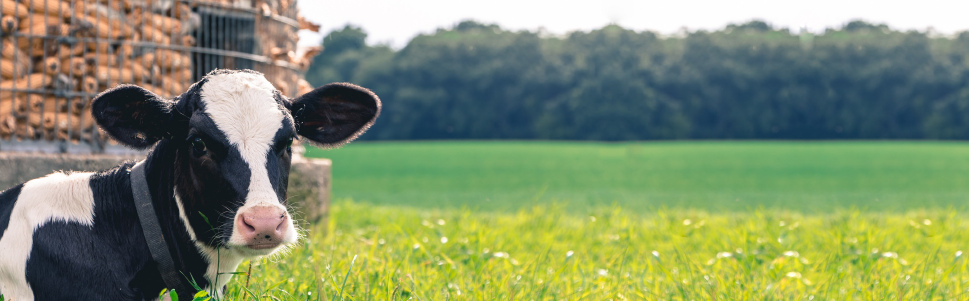 KORALEN 10% SOLUCIÓN INYECTABLE   Antiinflamatorios y Analgésicos